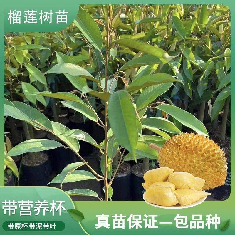 榴莲树果苗南北方种金枕榴莲正宗广西嫁接矮化盆栽水果树苗
