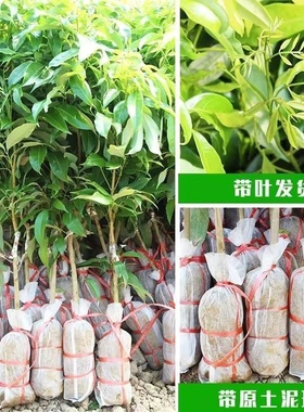 荔枝妃子笑荔枝四季新鲜阳光室外南方种植大果原土带叶发货妃子笑