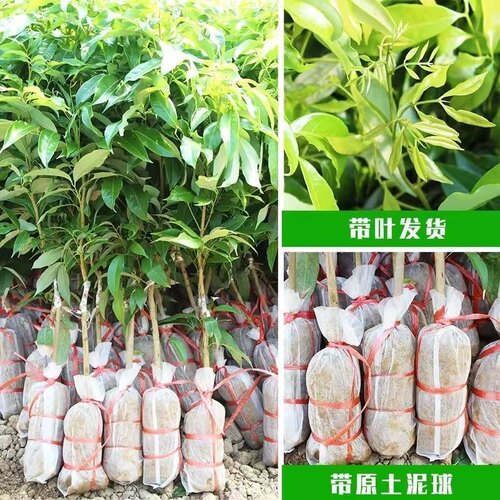 荔枝妃子笑荔枝四季新鲜阳光室外南方种植大果原土带叶发货妃子笑