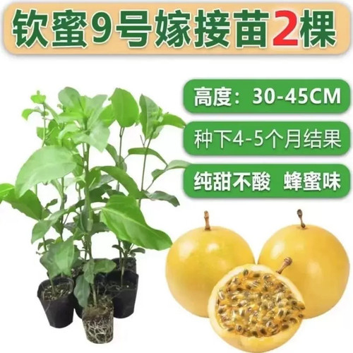 钦蜜9号百香果苗广西纯甜黄金树苗庭院盆栽种植当年结果大果包邮