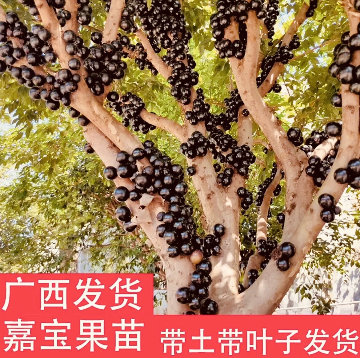 沙巴嘉宝果树苗巨峰沙巴树苗三代紫色南方种植全套长款纯甜枣树苗