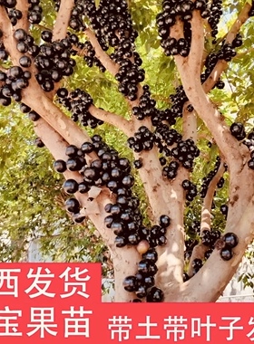 沙巴嘉宝果树苗巨峰沙巴树苗三代紫色南方种植全套长款纯甜枣树苗