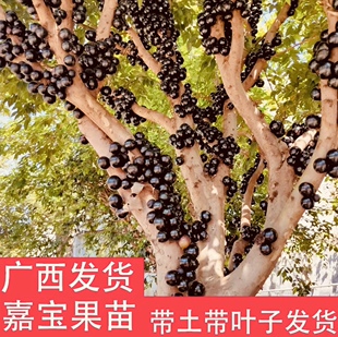 沙巴嘉宝果树苗巨峰沙巴树苗三代紫色南方种植全套长款纯甜枣树苗