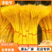 干燥花鲜花插花客厅装 天然金色麦穗开 业大麦DIY干 饰摆件拍照道