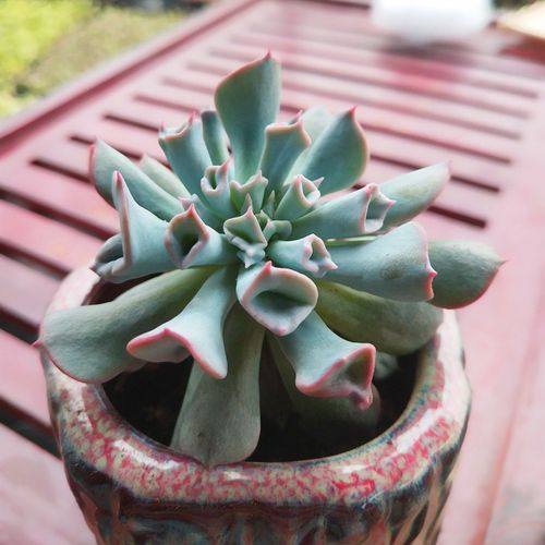 多肉植物 猪鼻子6cm