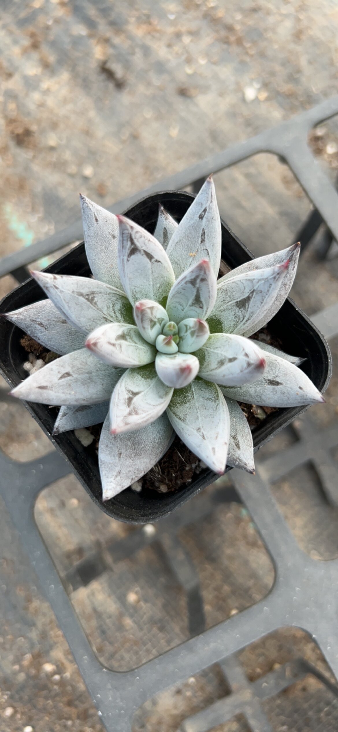 多肉植物   魔爪单头