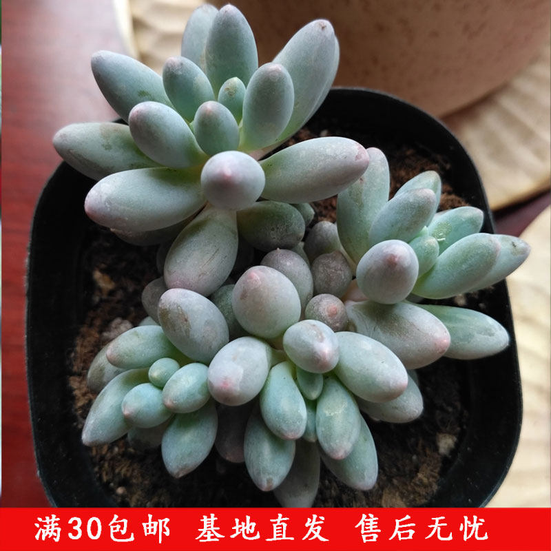 不一样多肉植物婴儿手指4头盆栽  5~7cm