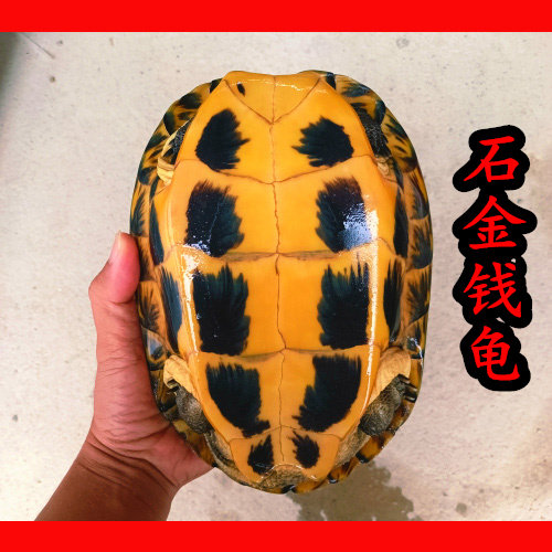 10年起煲汤老种龟活体龟鳖