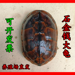 外塘南石龟纯种石金钱大龟 煲汤药食用肉龟老种龟繁殖下蛋招财龟