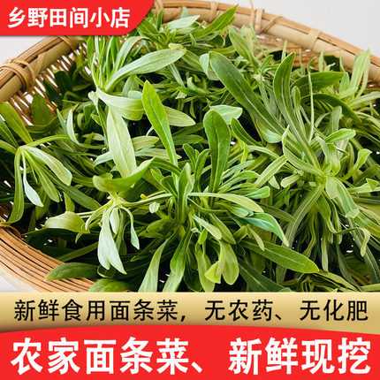 野菜新鲜面条菜羊蹄栝山东农家自产养生野菜现挖产地直发新鲜包邮