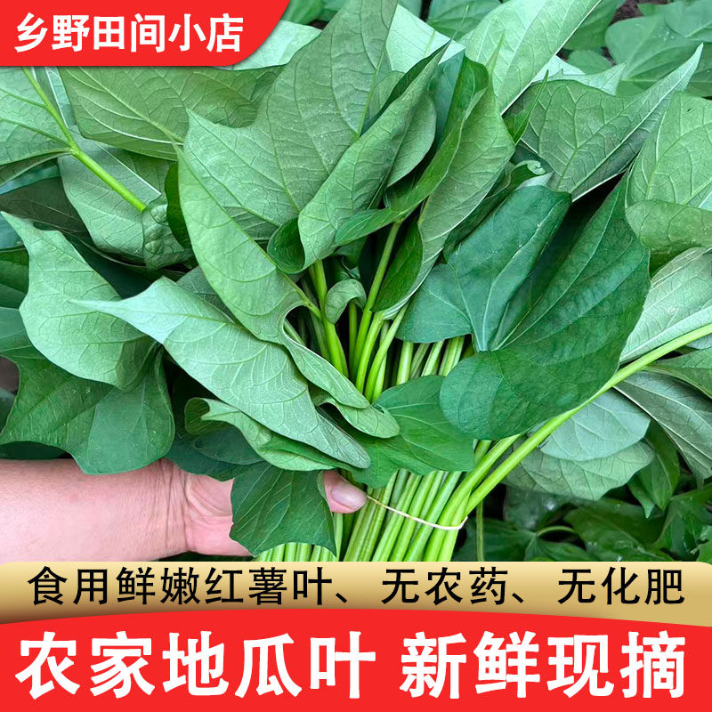 红薯叶鲜地瓜叶新鲜现摘加冰包邮