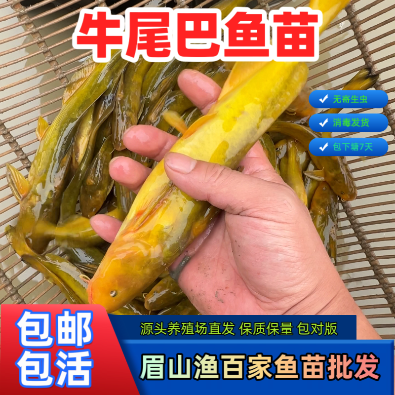 正宗牛尾巴鱼苗特种鱼苗淡水养殖食用冷水鱼好养易活鱼南北适应养
