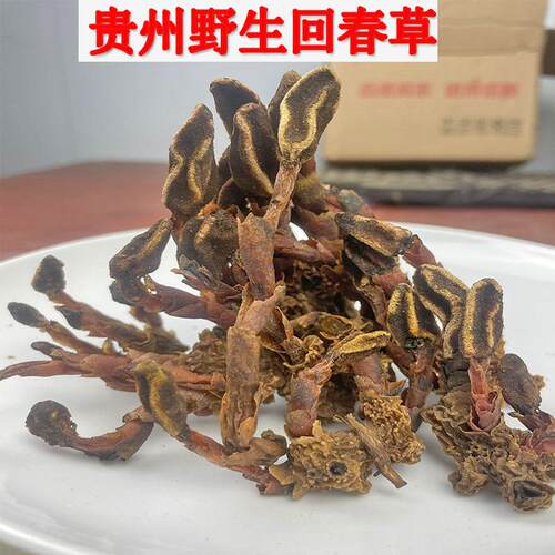 正宗野生顶天柱滋补养生精选山货
