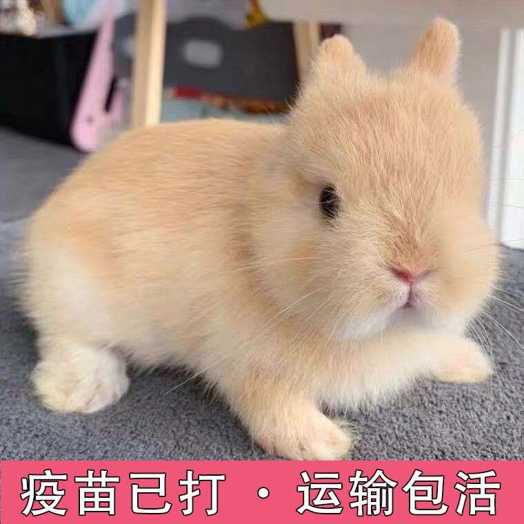 宠物兔活物茶杯长不大不咬人迷你侏儒儿童养猫猫兔荷兰垂耳兔活体
