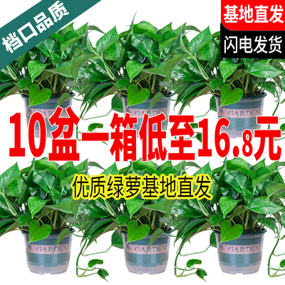 新房绿萝盆栽室内绿植净化空气