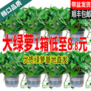 新房绿萝盆栽室内客厅绿植花卉家用净化空气长藤绿箩植物室内吊兰