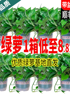 新房绿萝盆栽室内客厅绿植花卉家用净化空气长藤绿箩植物室内吊兰