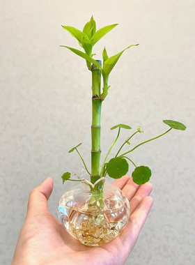富贵竹盆栽办公室内植物水培好养活桌面绿植四季常青招财