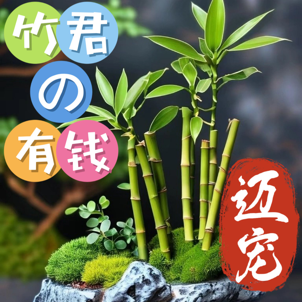 迷你开运竹带根水养培富贵竹植物桌面绿植