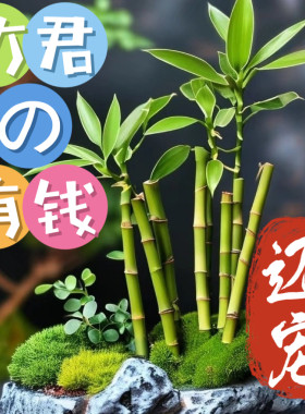 迷你开运竹带根水养培富贵竹植物客厅直竹子盆栽好养四季竹绿植