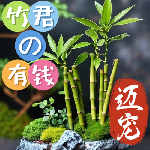 迷你开运竹带根水养培富贵竹植物客厅直竹子盆栽好养四季竹绿植