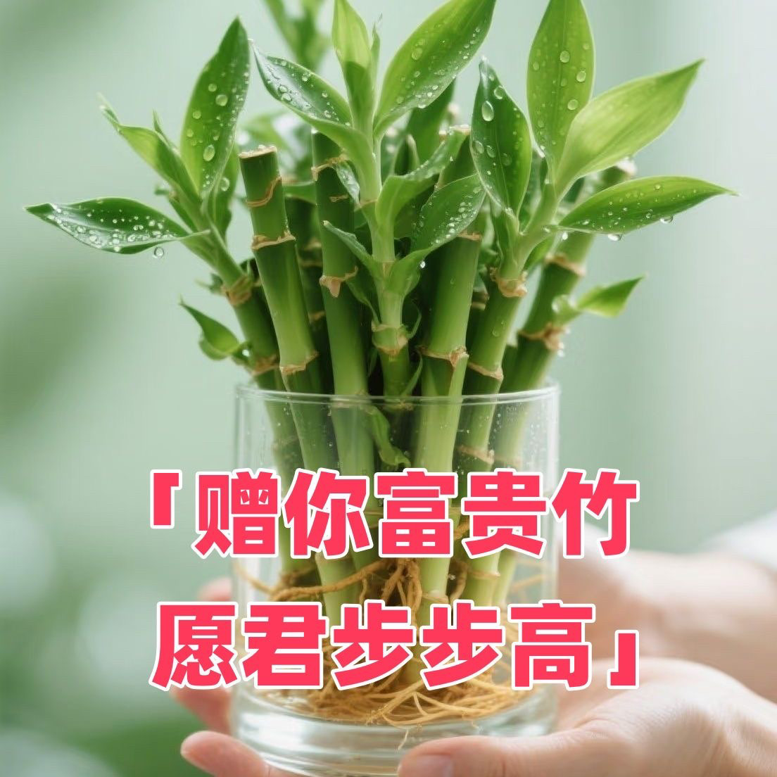 富贵竹15-25厘米开运竹水培水培绿植