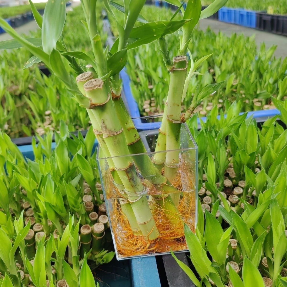 富贵竹节节高盆栽办公室内植物水水培绿植