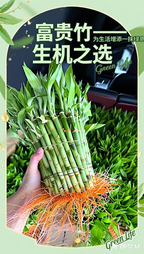 杆高15厘米竹子水培富贵竹植物开运竹客厅直竹子盆栽招财室内植物