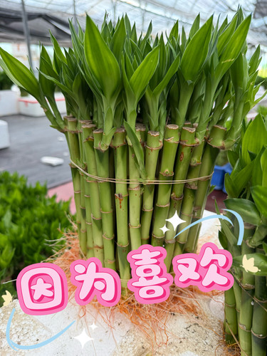 【平安富贵竹】富贵竹水培水养绿植客厅室内吉祥招财转运绿竹带根