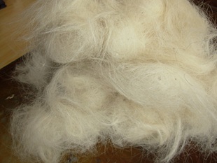 纯天然填充物可做低端羊毛被毛褥子高温消毒水洗粗羊毛8元 一公斤