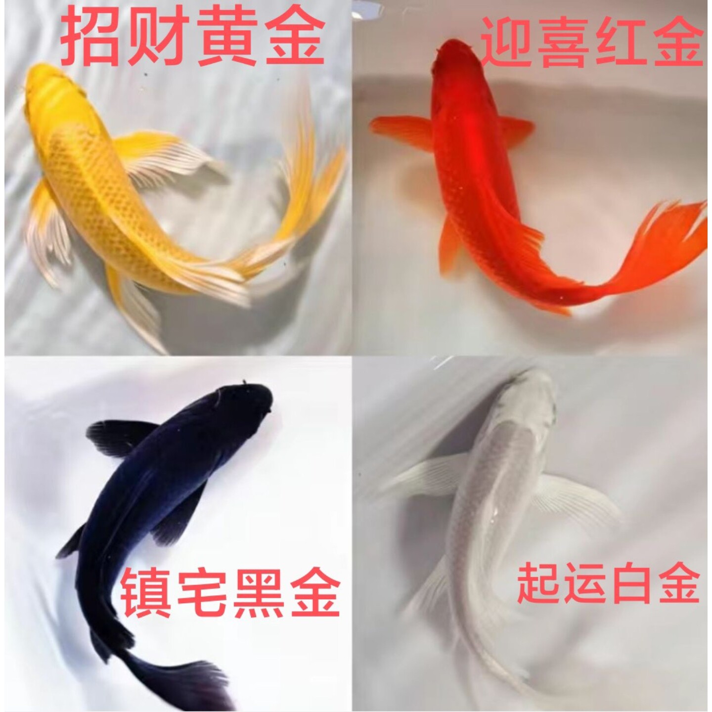 龙凤锦鲤黑金白金黄金锦鲤观赏鱼
