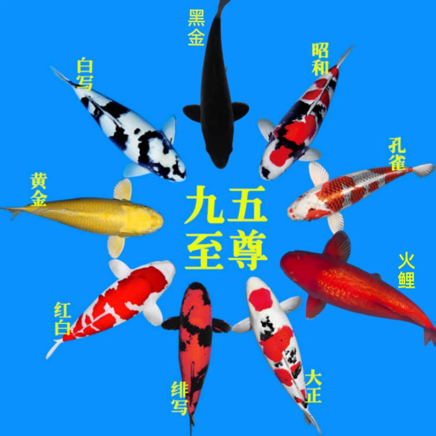 锦鲤淡水活鱼红白大正昭和白写绯泻茶鲤冷水淡水观赏鱼包邮包活