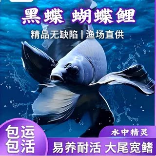 精选纯种黑色墨碟蝴蝶鲤大鳍大尾