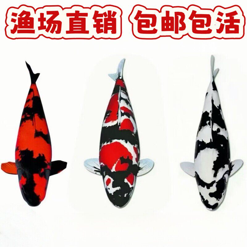 纯种黑白锦鲤活鱼白写昭和三色