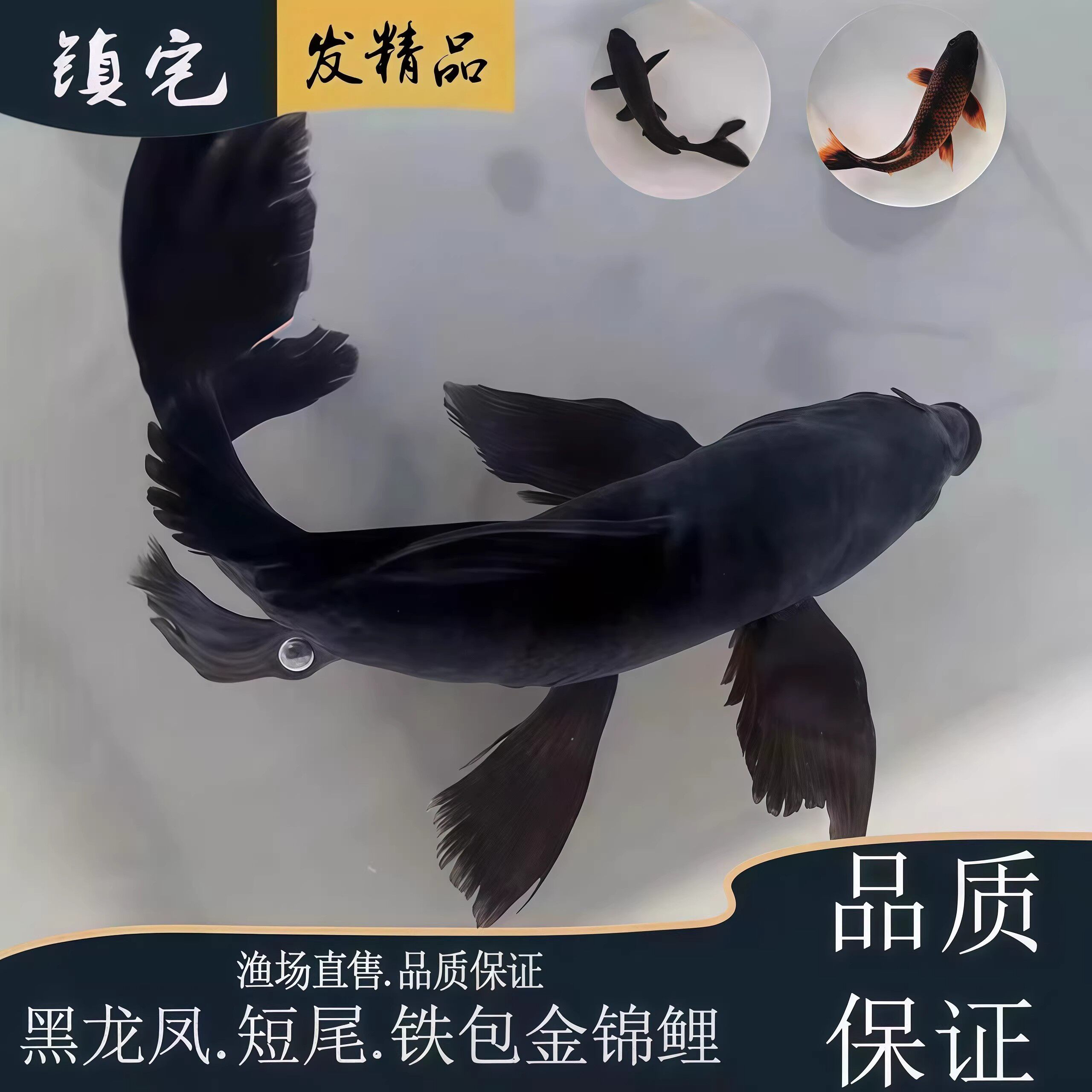 锦鲤鱼草金鱼冷水淡水黑金观赏鱼