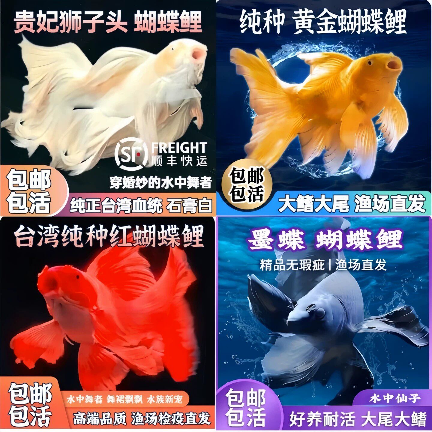 贵妃狮子头蝴蝶鲤观赏鱼