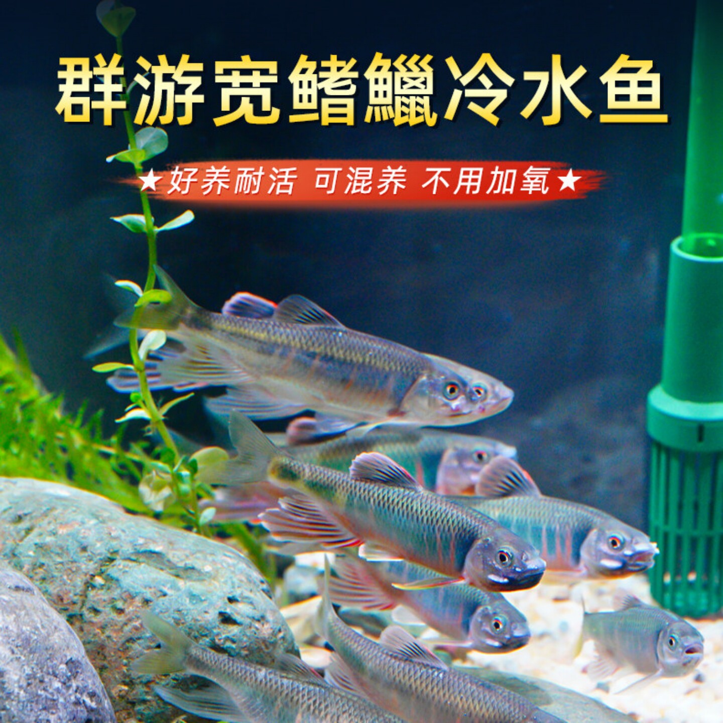 网红群游长鳍鱲溪流原生缸马口鬣异躐宽躐观赏鱼原生鱼冷水淡水鱼