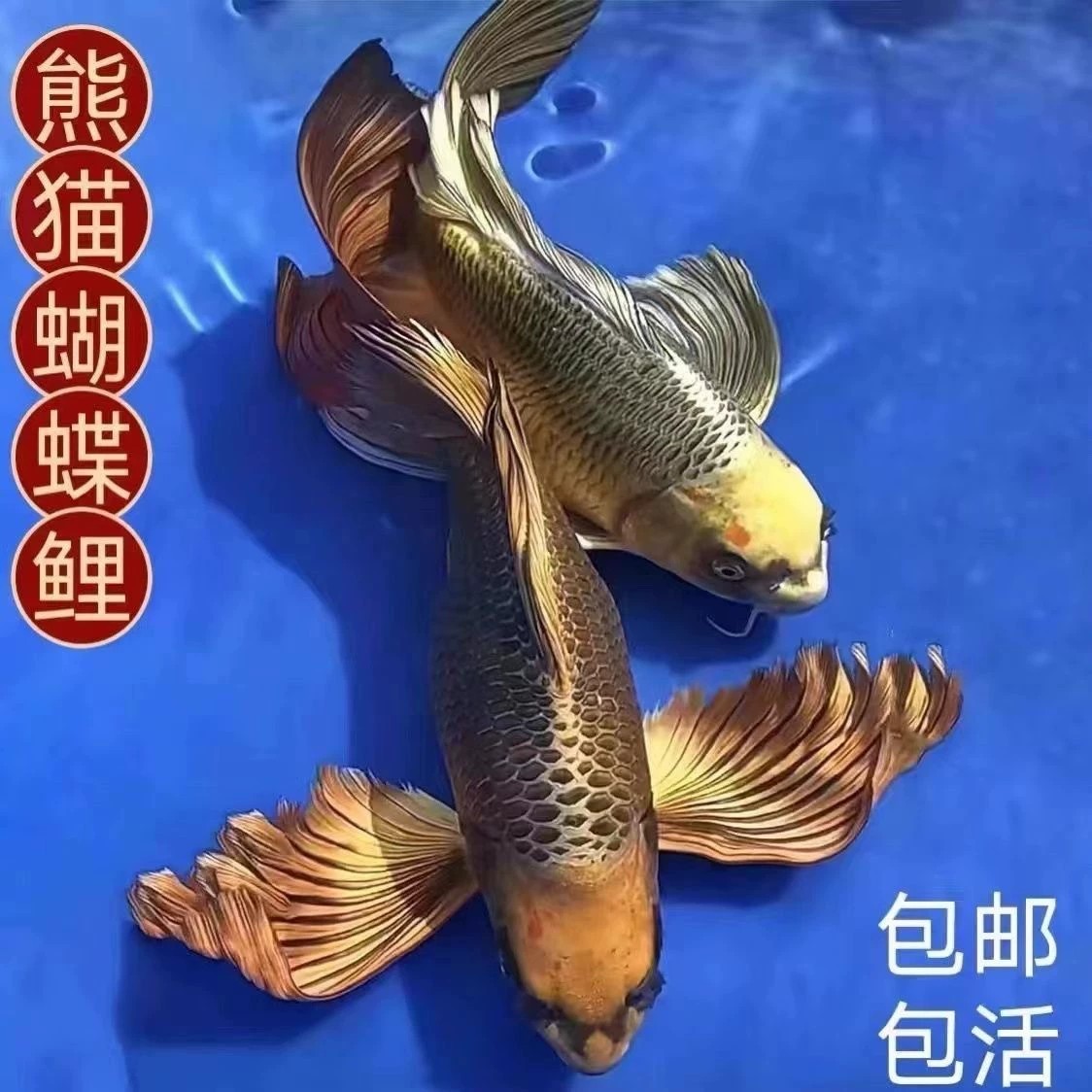 正宗熊猫蝴蝶鲤进口重金属