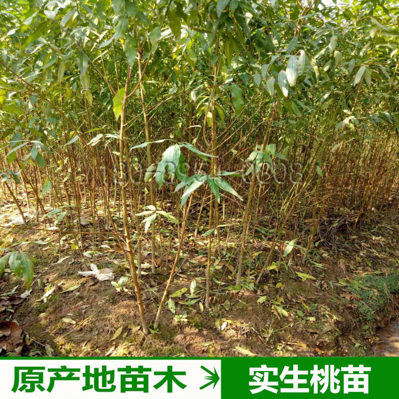 毛桃树桃树苗山桃苗野桃苗实生桃苗毛桃苗桃树砧木苗野桃苗
