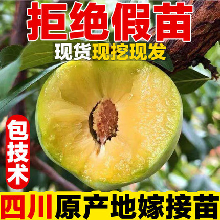 四川汶川李晚熟青脆李果树苗脱骨空心嫁接清脆李苗