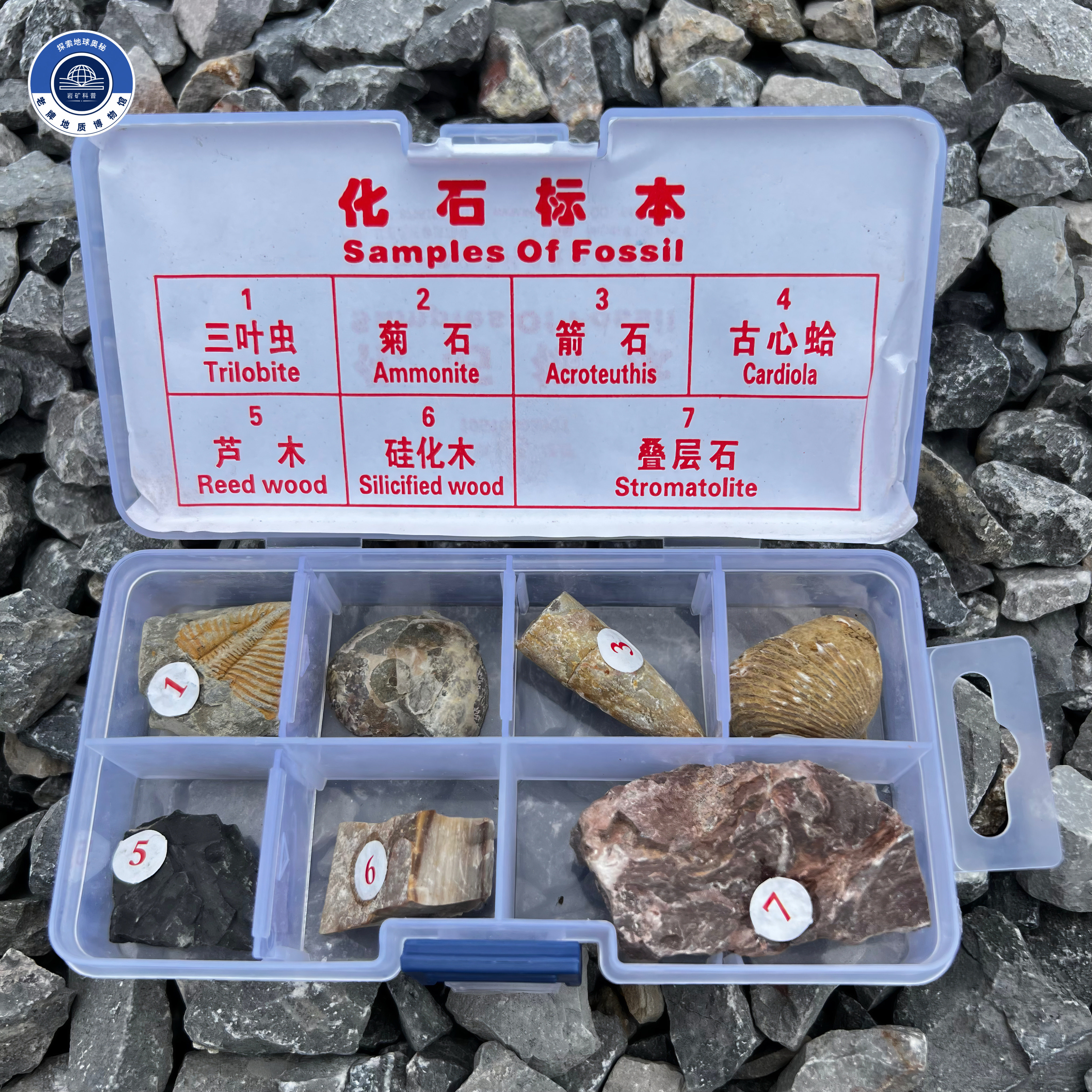 地质队采7种天然原石古生物化石标本真品三叶虫菊石教学展示收藏 - 实物图