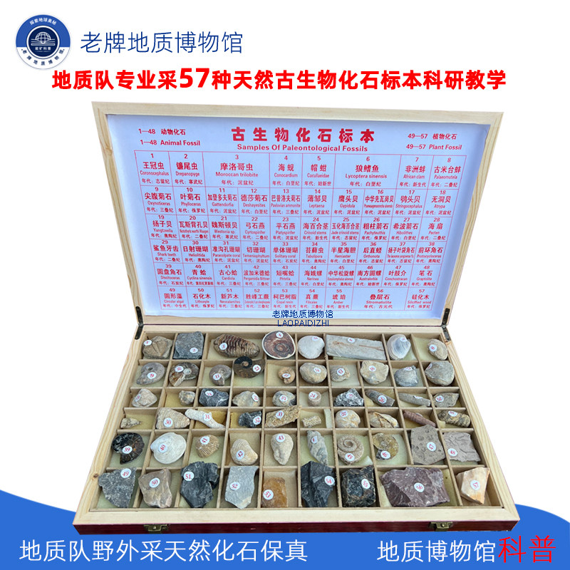 博物馆收藏57种天然原石真品古生物化石标本中国地质大学教学展示