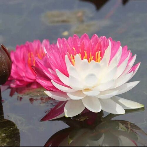 耐寒对版睡莲带芽精品