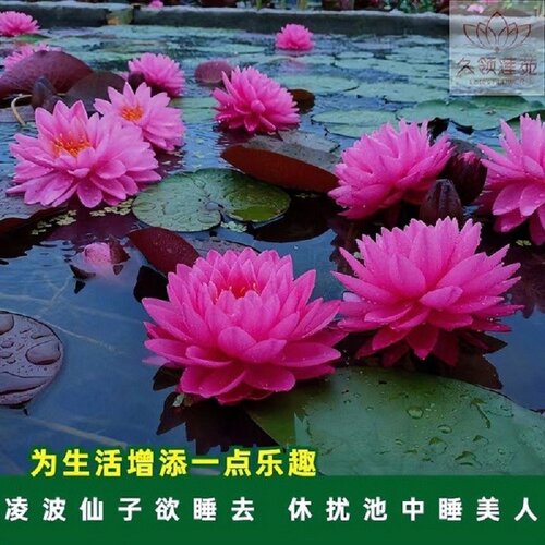 耐寒耐热对版懒人好养