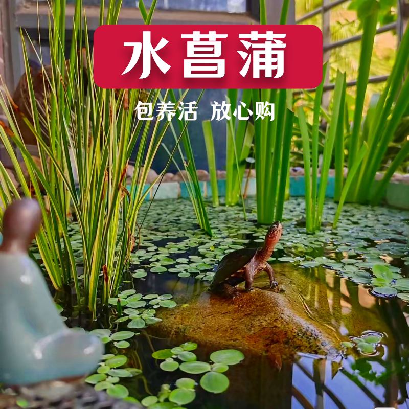 水菖蒲石菖蒲好养易活水培植物阳台养龟养鱼净化水质庭院挺水植物