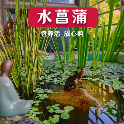 菖蒲类植物龟缸鱼缸净化水质美观