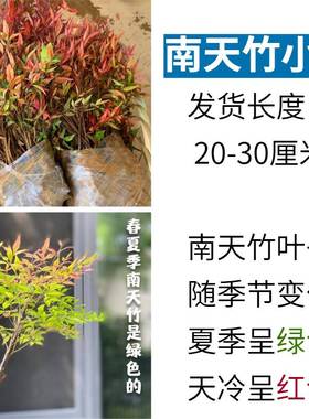 南天竹火焰变色四季红天竹盆景老桩树苗庭院室内客厅阳台盆栽竹子