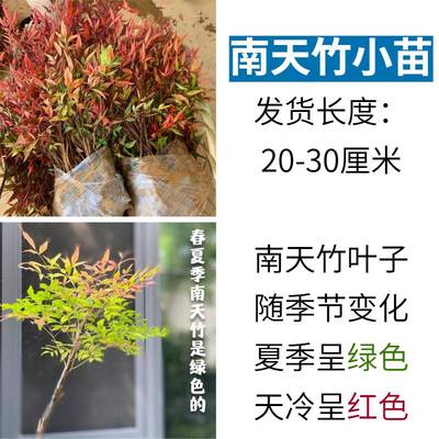 火焰变色室内客厅庭院阳台盆栽