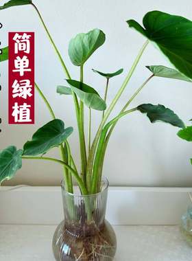室内阳台儿童种植观察小盆栽