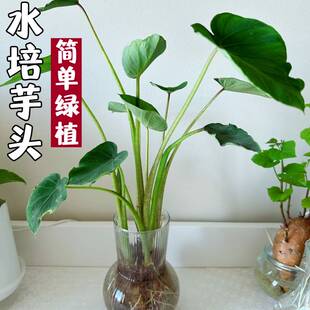 水培芋头苗迷你绿植盆栽绿植花卉植物室内阳台儿童种植观察小盆栽